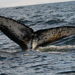 Fluke of BTBEL-Mn_02_093