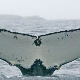 Fluke of BTBEL-Mn_1b_075