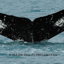 Fluke of Little Oreo