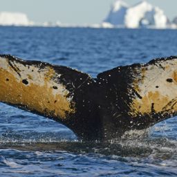 Fluke of BTBEL-Mn_02_116