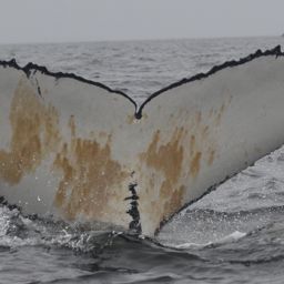 Fluke of BTBEL-Mn_1b_079