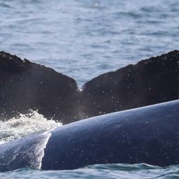 Fluke of CRC-10547