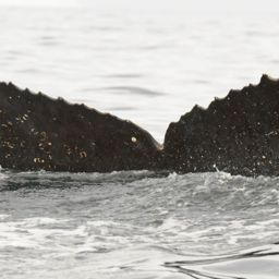 Fluke of XJTLU-AS-3