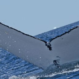Fluke of BTBEL-Mn_1b_086