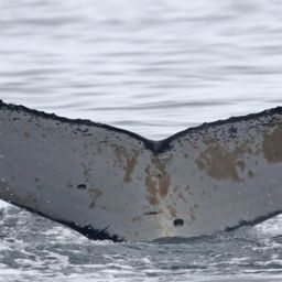 Fluke of BTBEL-Mn_1a_011