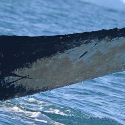 Fluke of BTBEL-Mn_02_138