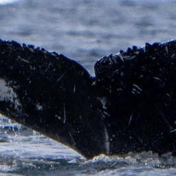Fluke of BTBEL-Mn_02_150