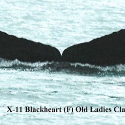Fluke of Blackheart