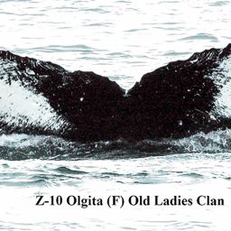Fluke of Olgita