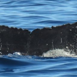 Fluke of HW-MN0441324