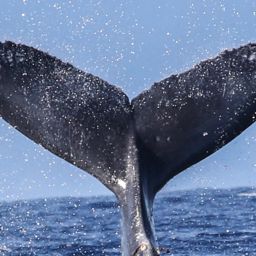 Fluke of HW-MN0441325