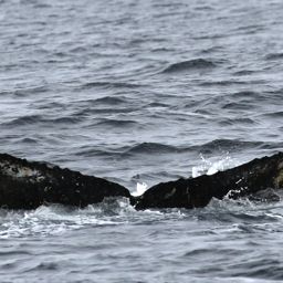 Fluke of AHWC-7369