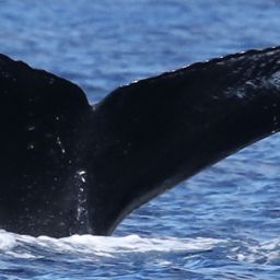Fluke of HW-MN0441329