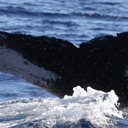 Fluke of HW-MN0441340
