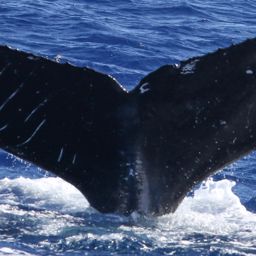 Fluke of HW-MN0441345