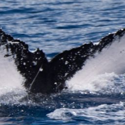 Fluke of HW-MN0441346