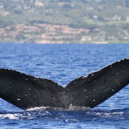 Fluke of HW-MN0441348