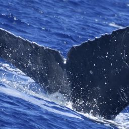 Fluke of HW-MN0441349