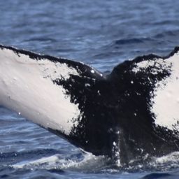 Fluke of HW-MN0441353