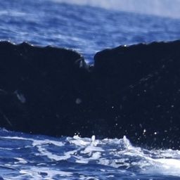 Fluke of HW-MN0441356