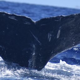 Fluke of HW-MN0441358