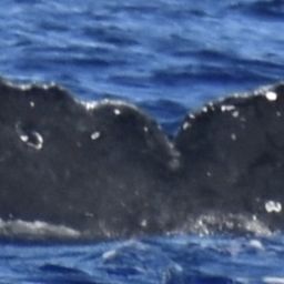 Fluke of BCX0708