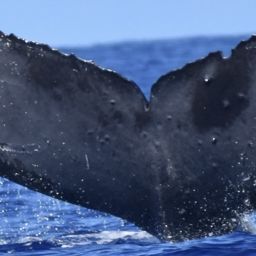 Fluke of Teesdalia