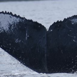 Fluke of BCY0287