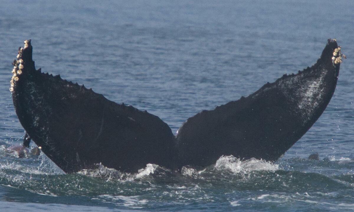 Fluke of Aurora (California)