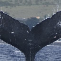 Fluke of HW-MN0441370