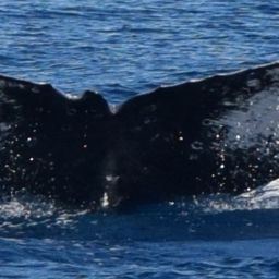 Fluke of HW-MN0441371