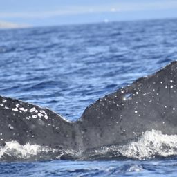 Fluke of HW-MN0441374