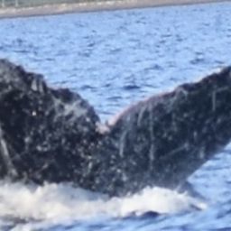 Fluke of HW-MN0441375