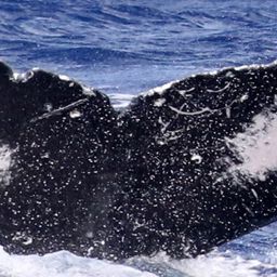 Fluke of BCY0503