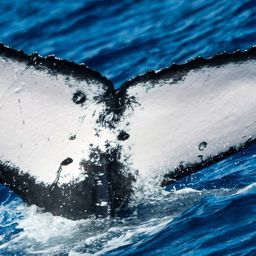 Fluke of CRC-21264