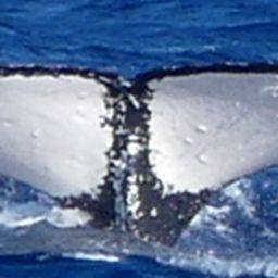 Fluke of HW-MN0441384