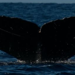 Fluke of HW-MN0441386