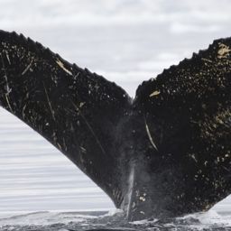 Fluke of AHWC-7346