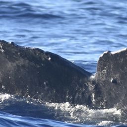 Fluke of HW-MN0441388