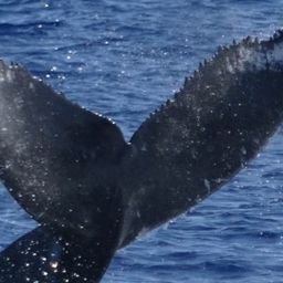 Fluke of HW-MN0441390