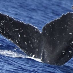 Fluke of HW-MN0441391