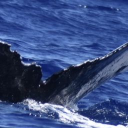 Fluke of HW-MN0441393