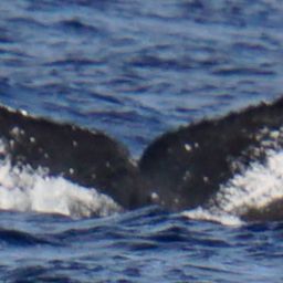 Fluke of CRC-16579