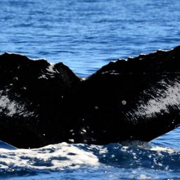 Fluke of HW-MN0441400