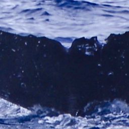 Fluke of HW-MN0441405