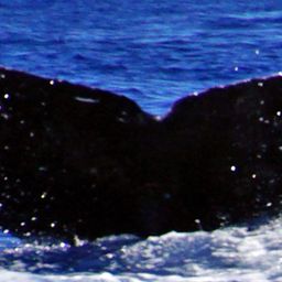 Fluke of BCY0970