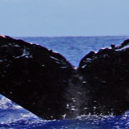 Fluke of HW-MN0441411