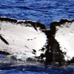 Fluke of HW-MN0441412