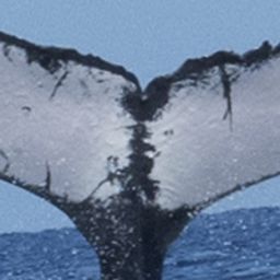 Fluke of HW-MN0441419