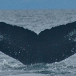 Fluke of Magellan